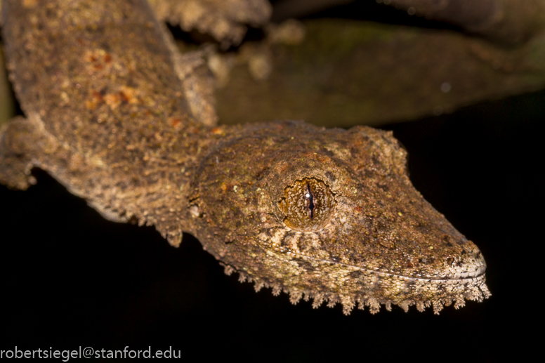 leaf-tailed gecko